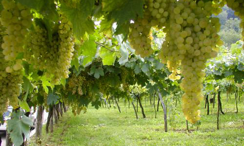 Wijngard witte druiven